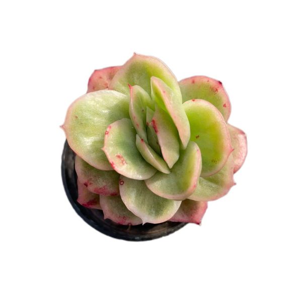 Echeveria Ice Rose Var.