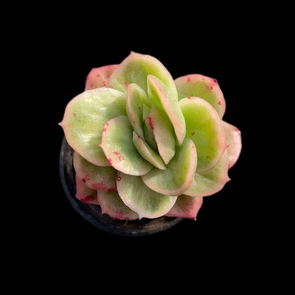 Echeveria Ice Rose Var. - Image 2