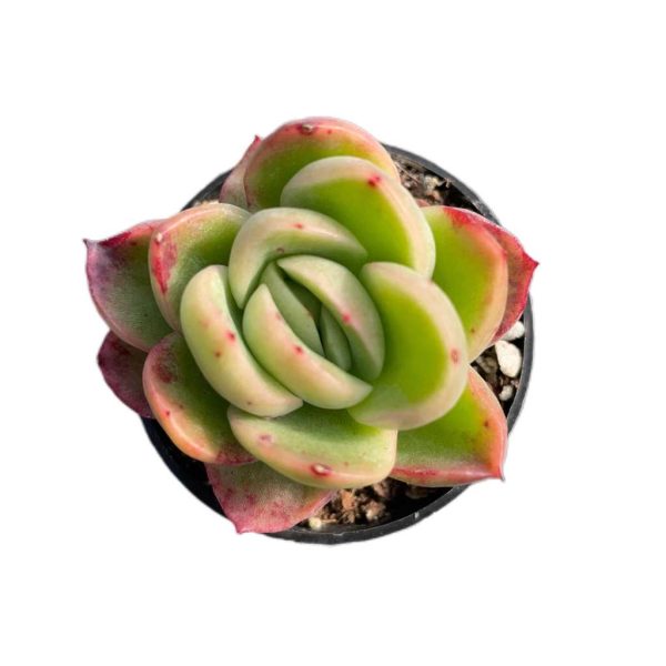 Echeveria Ice Rose