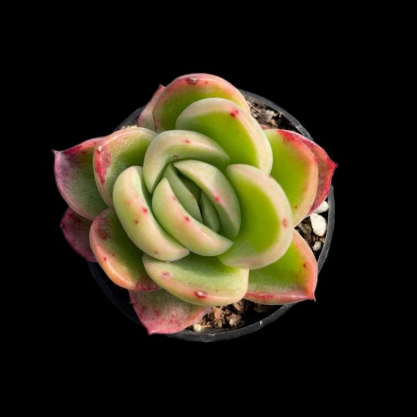 Echeveria Ice Rose - Image 2