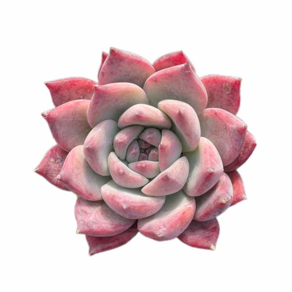 Echeveria Diamond Calarata