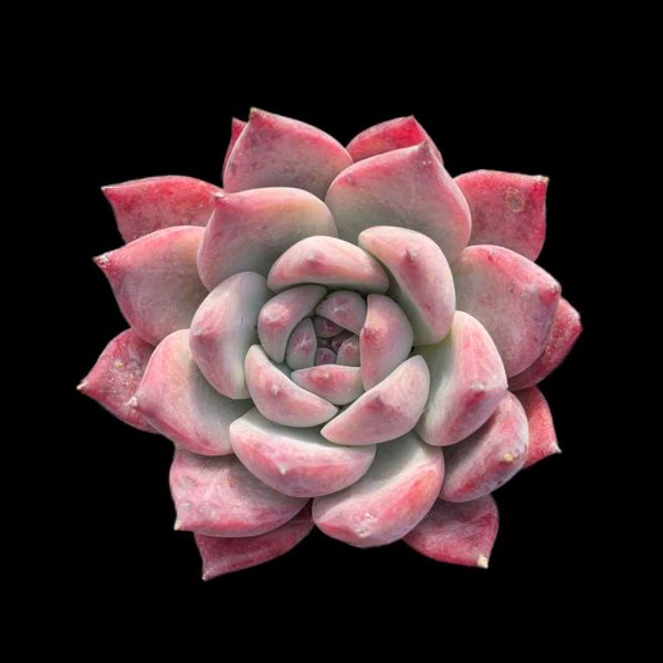 Echeveria Diamond Calarata - Image 2