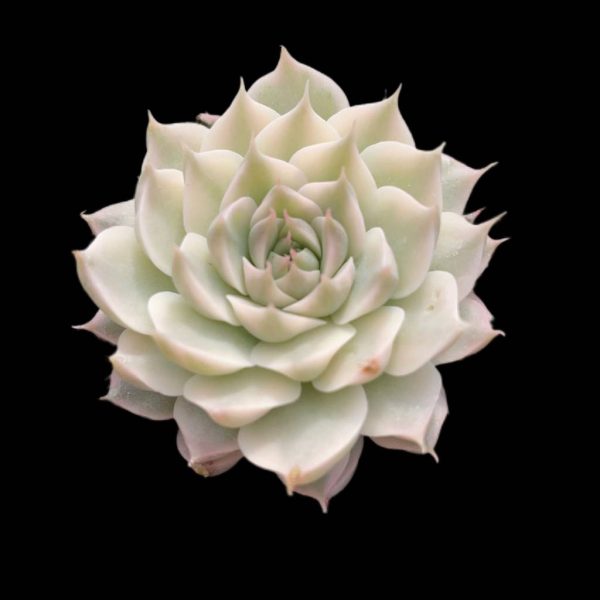 x Graptoveria Margarete Reppin var. - Image 2