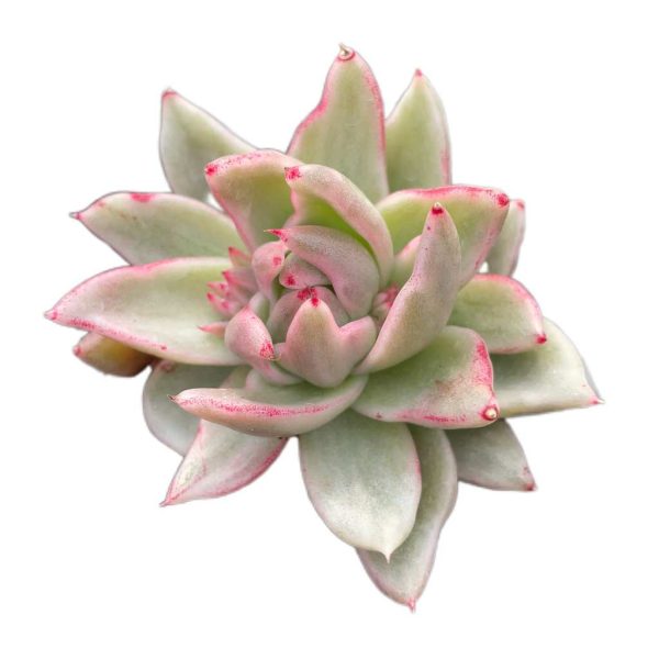 Echeveria Saint Louis