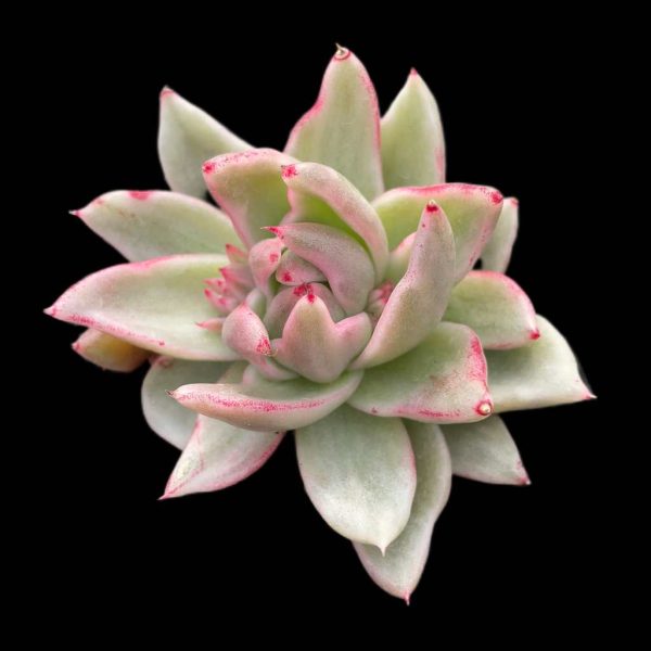 Echeveria Saint Louis - Image 2