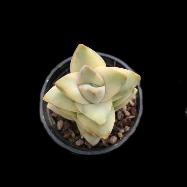 Crassula cv Moonglow var. - Image 2