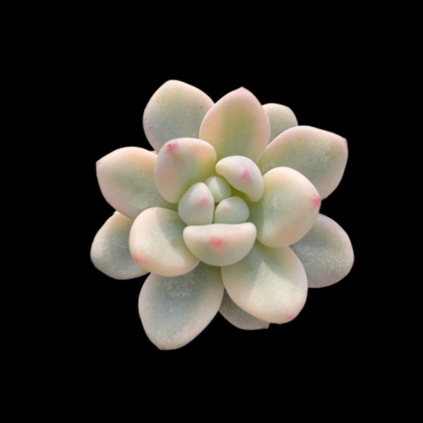 Sedum Clavatum Var. - Image 2