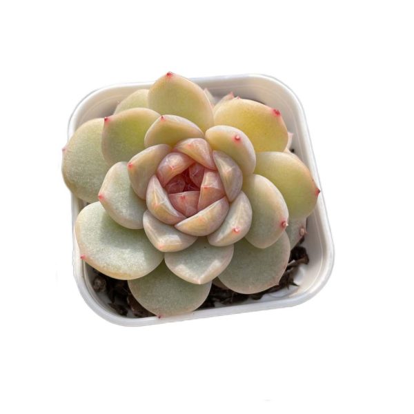 Echeveria Baize