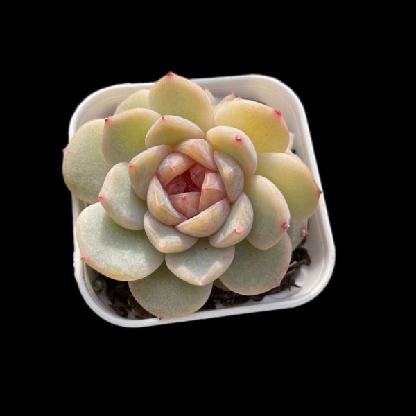 Echeveria Baize - Image 2