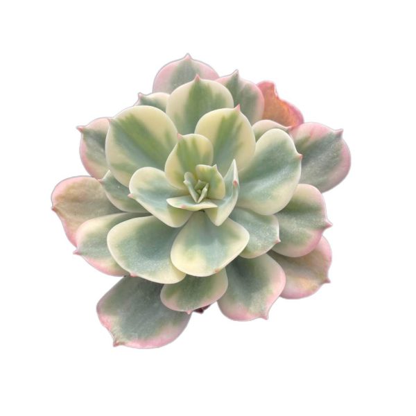 Echeveria Imbricata Var.