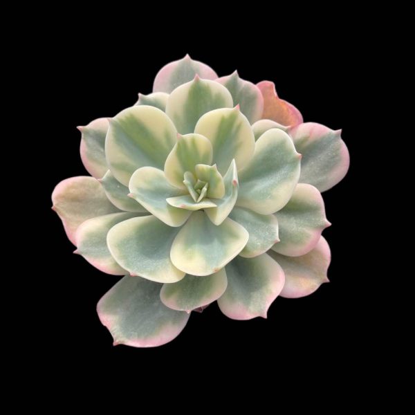 Echeveria Imbricata Var. - Image 2