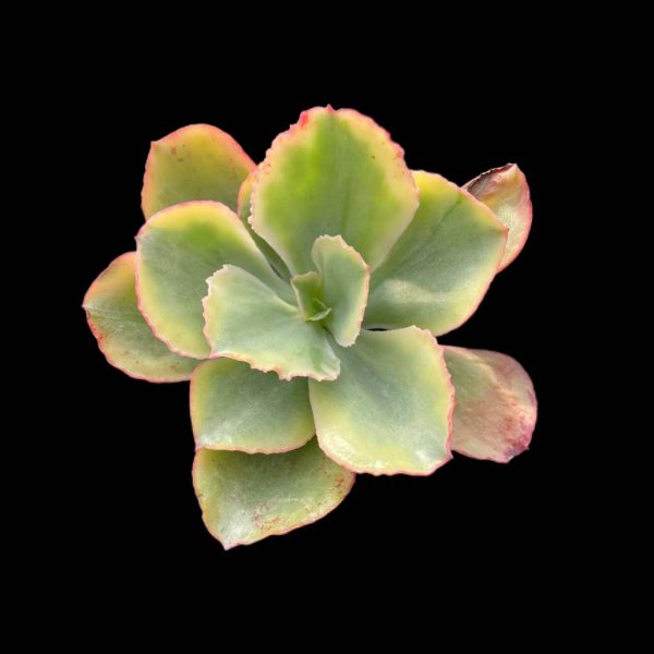 Echeveria Tornado - Image 2