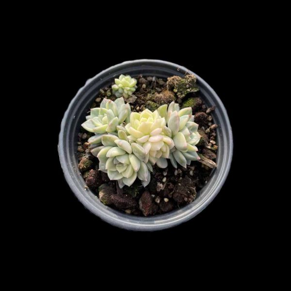 Echeveria Pink puppets - Image 2