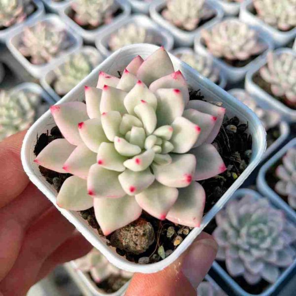 Echeveria Phantom Var. - Image 3