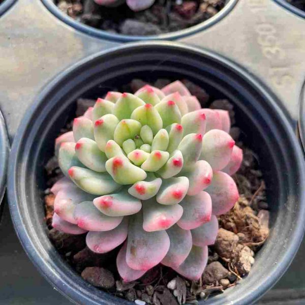 Echeveria Blue Apple Var. - Image 3