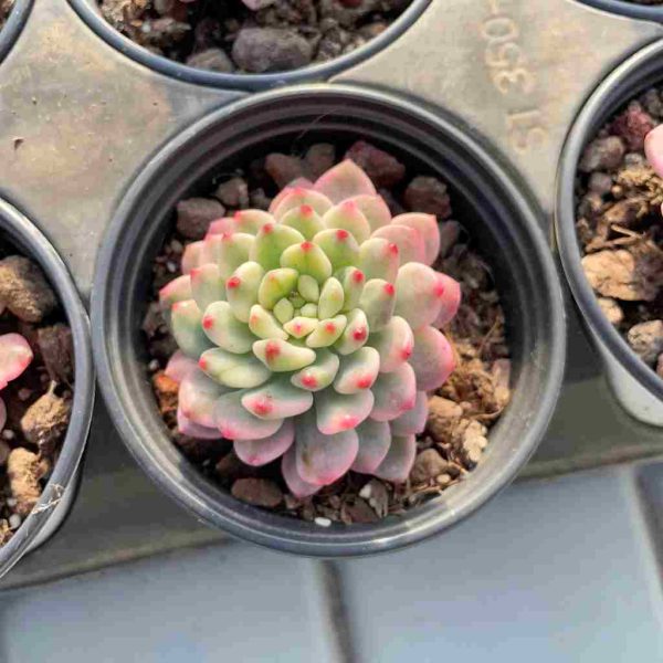 Echeveria Blue Apple Var. - Image 4