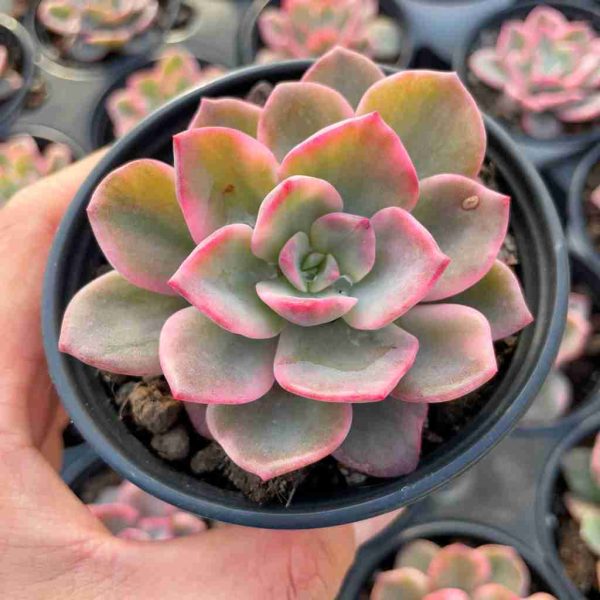 Echeveria Harry waston var. - Image 3