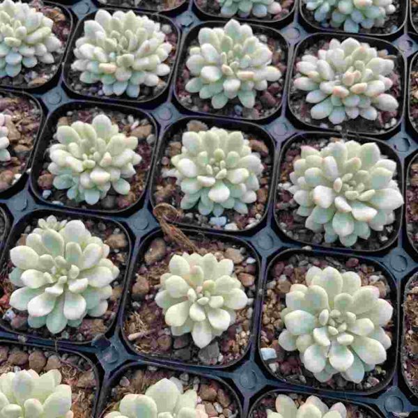 Echeveria Xiaohongdan - Image 5