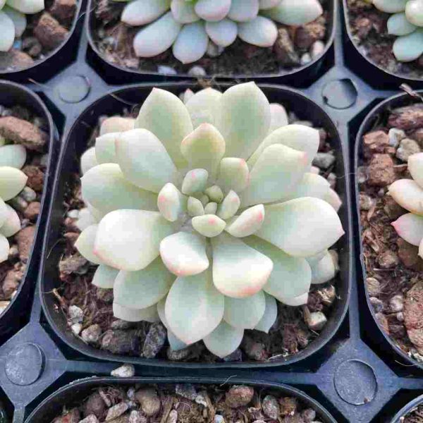 Echeveria Xiaohongdan - Image 4