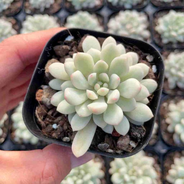 Echeveria Xiaohongdan - Image 3