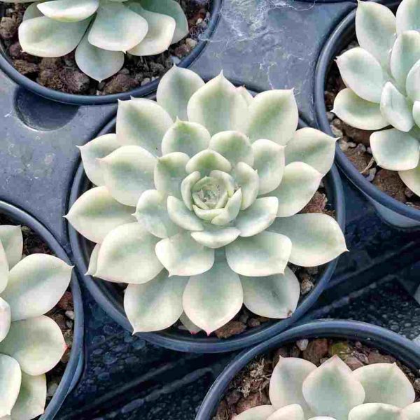 Echeveria Moon Fairy Var. - Image 4