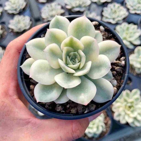 Echeveria Moon Fairy Var. - Image 3