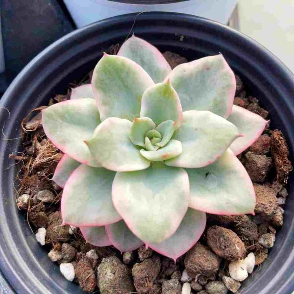 Echeveria Atlantis Var. - Image 4