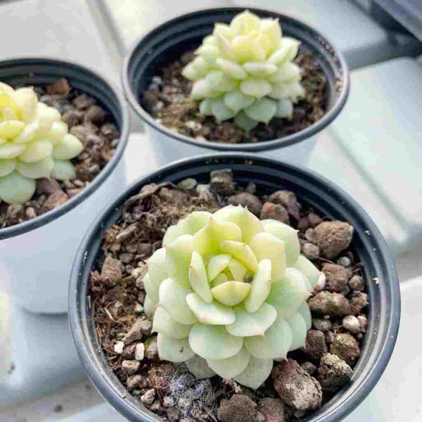 Echeveria derenbergii J.A.Purpus - Image 5