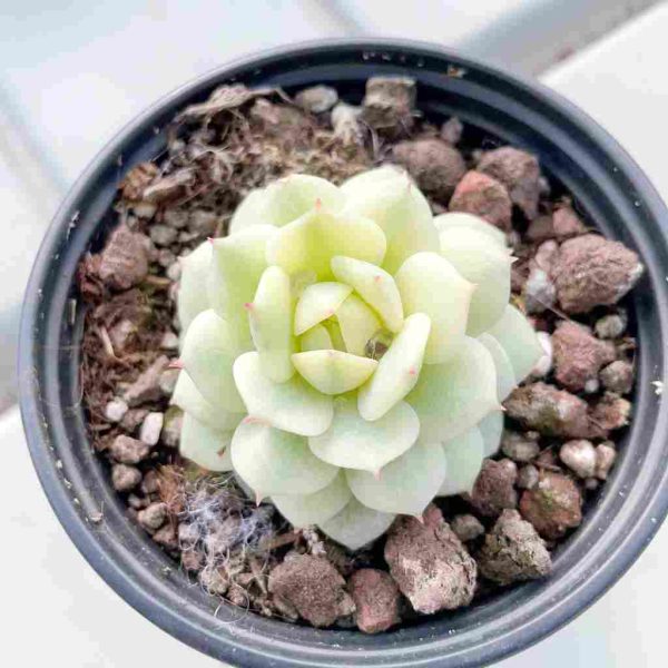 Echeveria derenbergii J.A.Purpus - Image 4