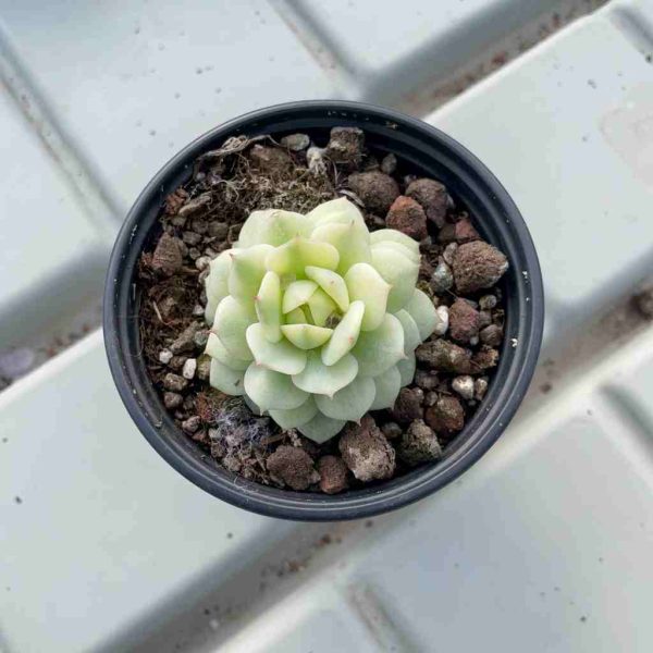 Echeveria derenbergii J.A.Purpus - Image 3