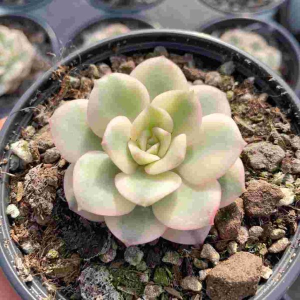 Echeveria 'nicksana' var - Image 3