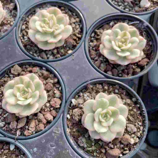 Echeveria 'nicksana' var - Image 5