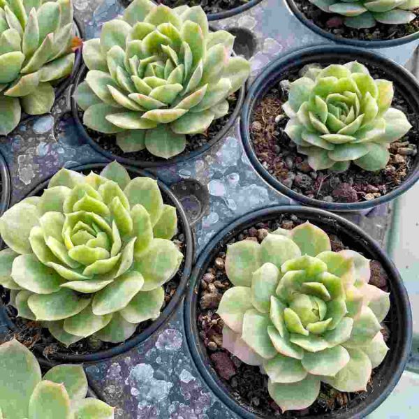 Echeveria 'Seigetsu' var - Image 6