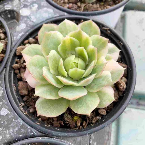 Echeveria 'Seigetsu' var - Image 5