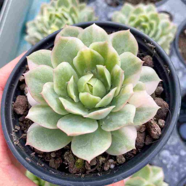 Echeveria 'Seigetsu' var - Image 3