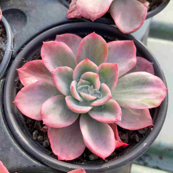 Echeveria 'Bradburyana' var - Image 3