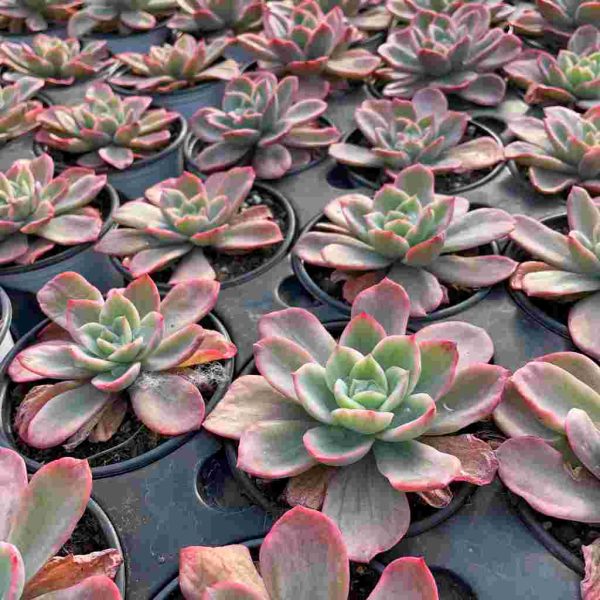 Echeveria 'Bradburyana' var - Image 5