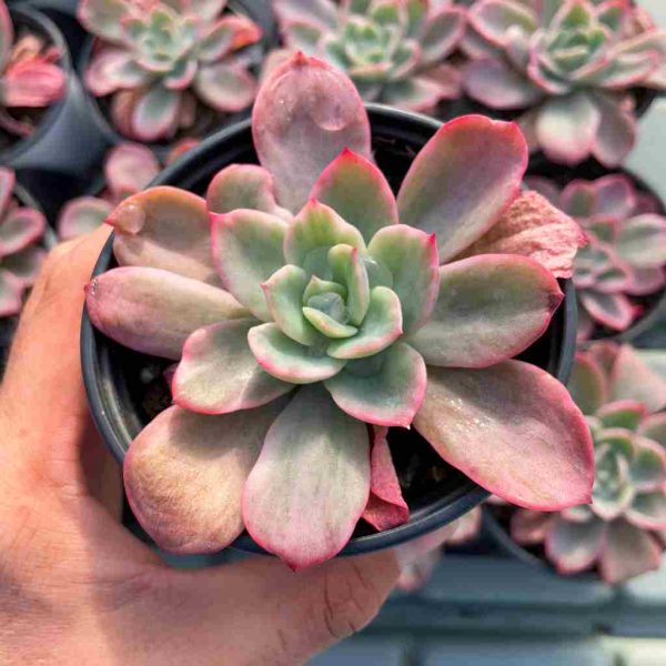 Echeveria 'Bradburyana' var - Image 4