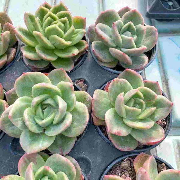 Echeveria Puli-lindsayana var. - Image 4