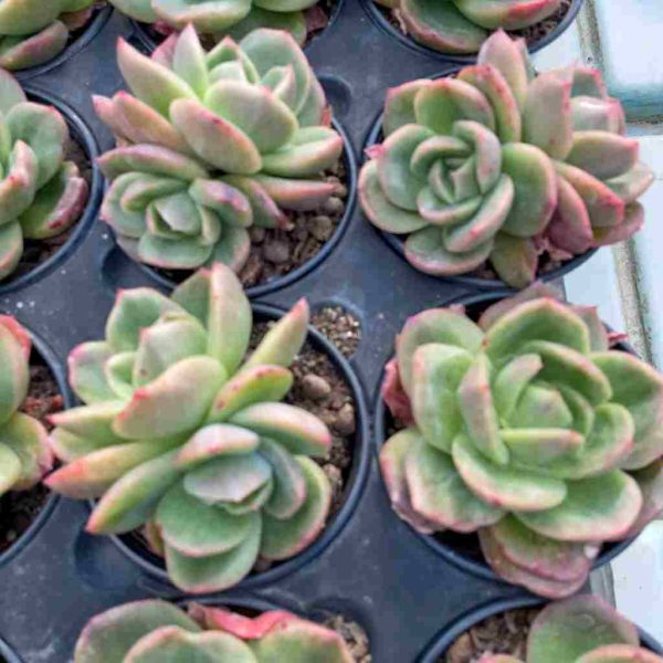 Echeveria Puli-lindsayana var. - Image 6