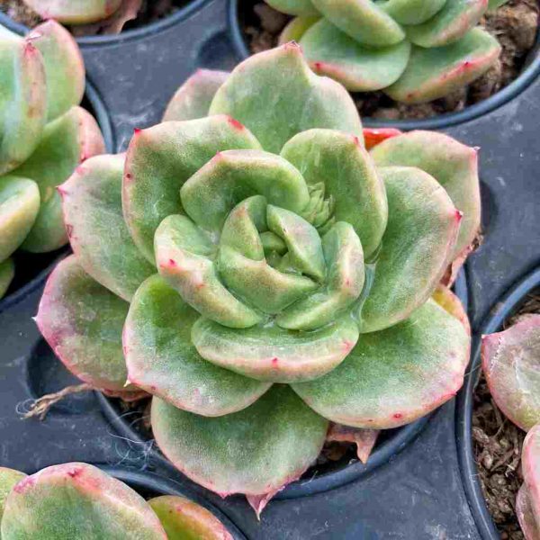 Echeveria Puli-lindsayana var. - Image 3