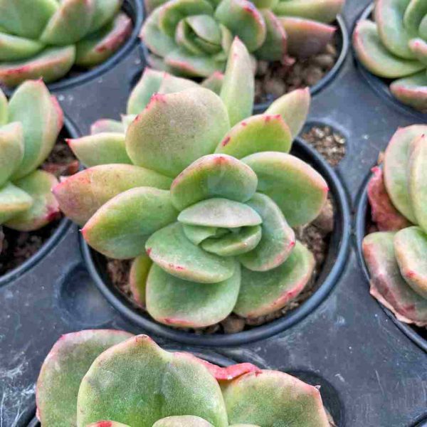 Echeveria Puli-lindsayana var. - Image 5