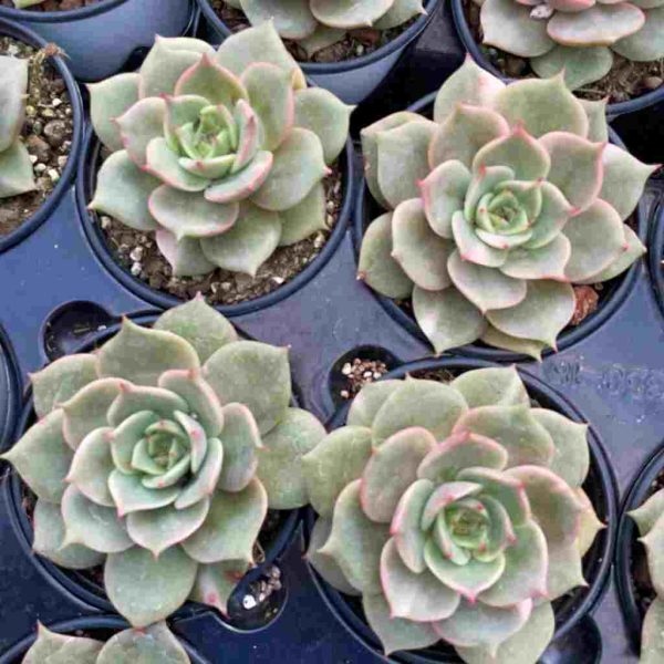 Echeveria Baikal var - Image 4