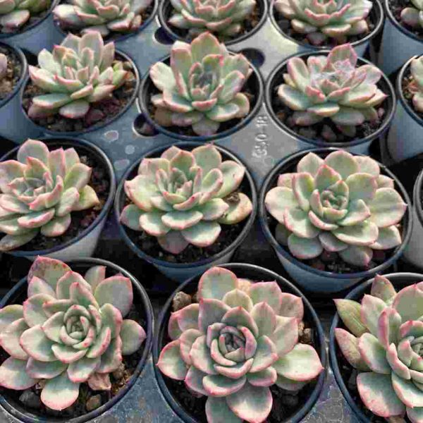 Echeveria Baikal var - Image 5