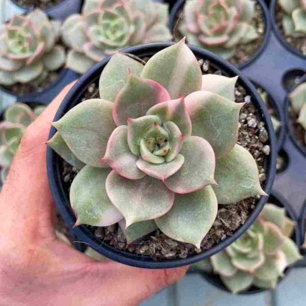 Echeveria Baikal var - Image 3