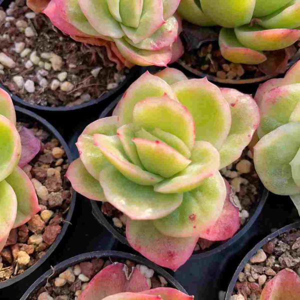 Echeveria Ice Rose Var. - Image 3