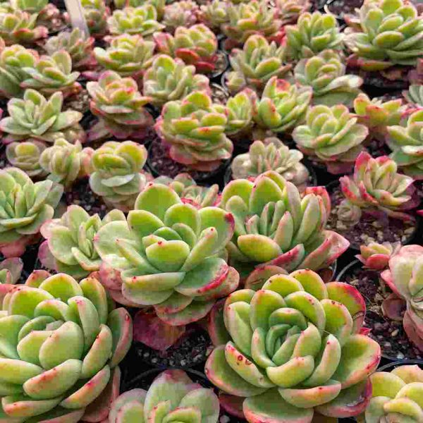 Echeveria Ice Rose - Image 5