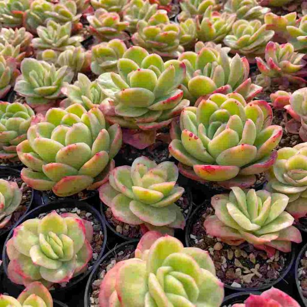 Echeveria Ice Rose Var. - Image 4