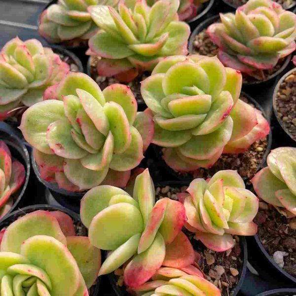 Echeveria Ice Rose - Image 6