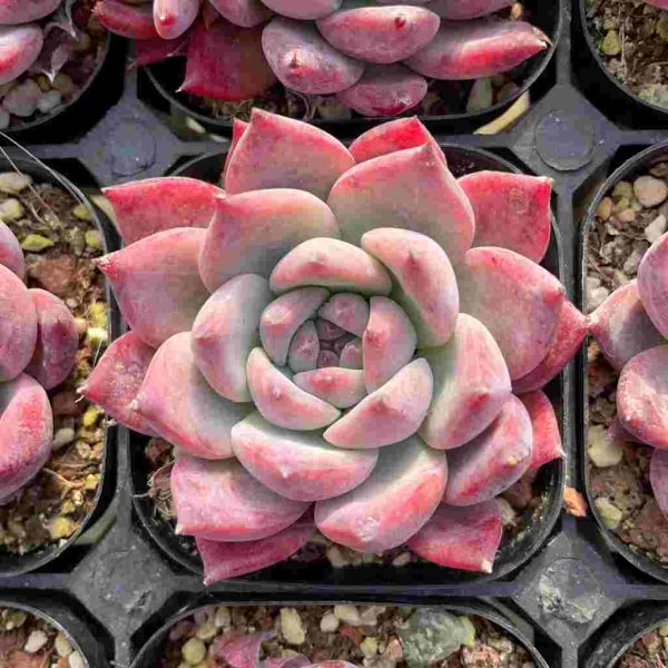 Echeveria Diamond Calarata - Image 4